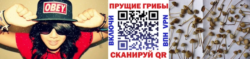 Галлюциногенные грибы ЛСД  Калачинск 